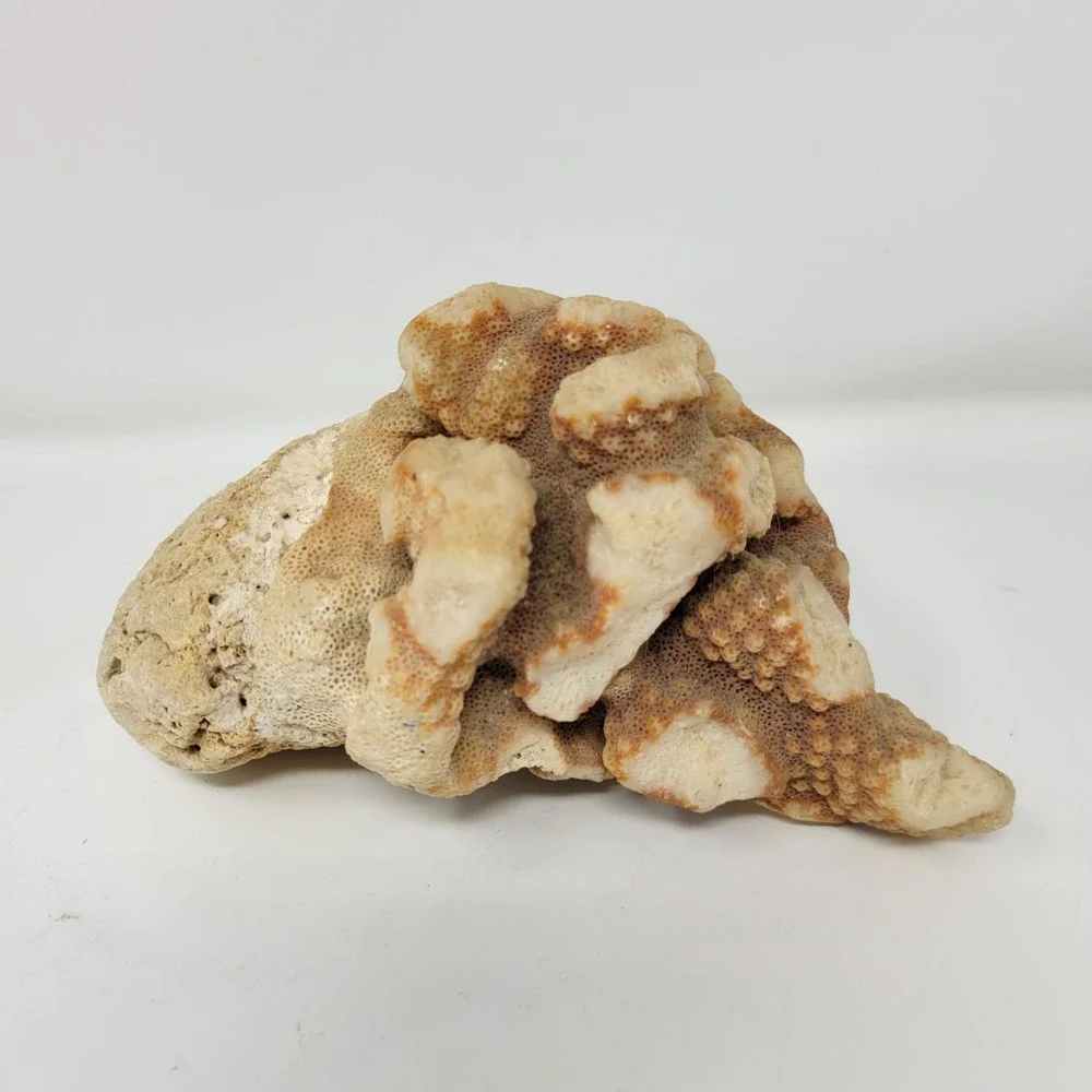 Natural Coral Rock Specimen 6